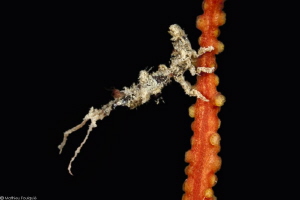 arcturid isopod (Astacilla mediterranea) living on Lophog... by Mathieu Foulquié 